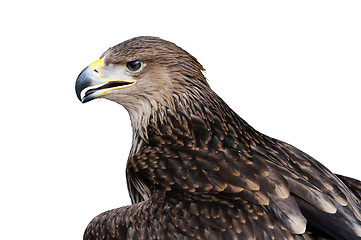 Image showing golden eagle