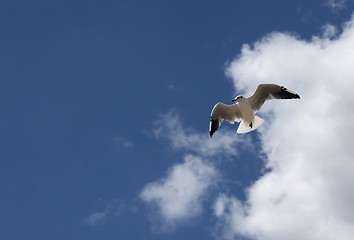 Image showing seagull