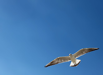 Image showing seagull over blue sky