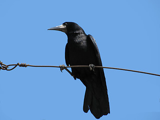 Image showing black raven