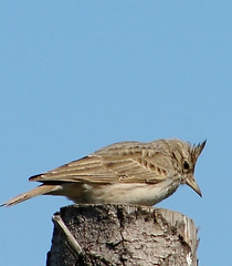 Image showing lark