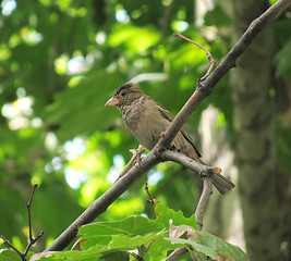 Image showing young sparrow