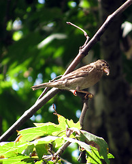 Image showing sparrow