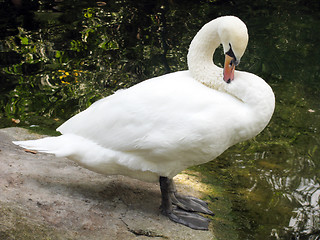 Image showing white swan