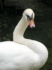 Image showing white swan