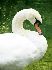 Image showing white swan