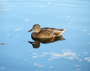 Image showing grey duck