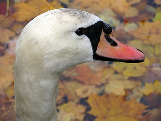 Image showing white swan stare