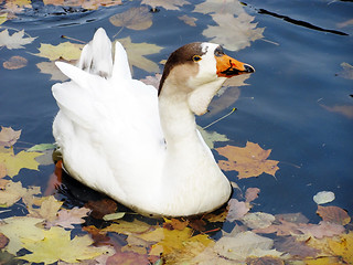 Image showing goose