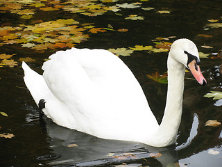 Image showing white swan