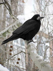 Image showing black raven
