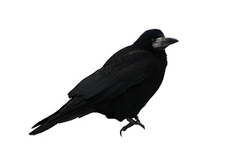 Image showing black raven