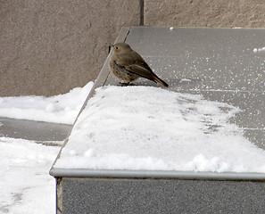 Image showing flycatcher