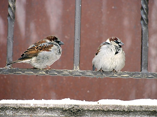 Image showing two sparrows