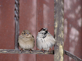 Image showing couple of sparrows