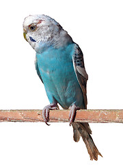 Image showing parrot 