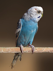 Image showing parrot in a cage   