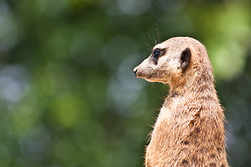 Image showing Suricata suricatta