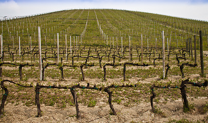 Image showing Barbera vineyard - Italy