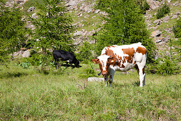 Image showing Cows and Italian Alps