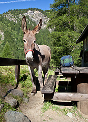 Image showing Donkey close up