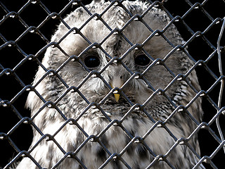 Image showing sad owl