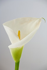 Image showing white calla