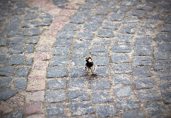 Image showing little sparrow in a brick street