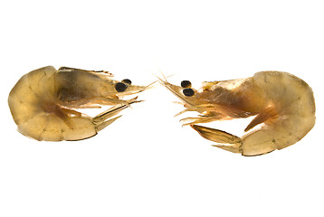 Image showing Shrimps