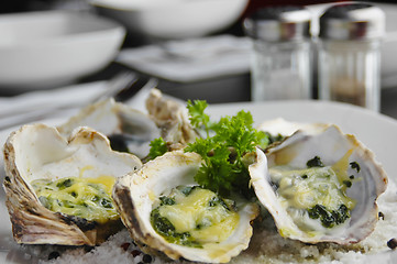 Image showing Oysters