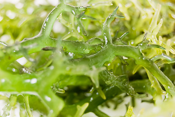 Image showing Seaweed