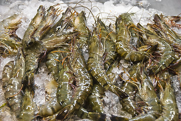 Image showing Shrimps