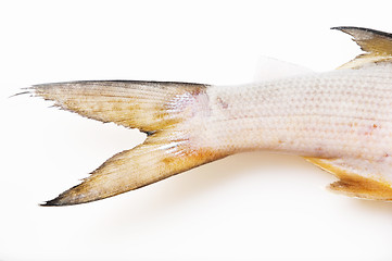 Image showing Mullet