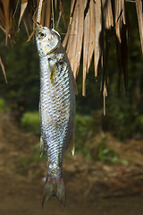 Image showing Freshwater Fish