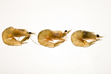 Image showing Shrimps