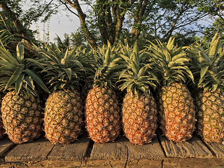 Image showing Pineapple