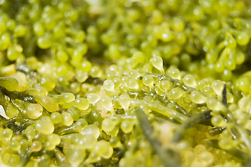 Image showing Seaweed