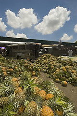 Image showing Pineapple