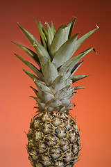 Image showing Pineapple Fruit