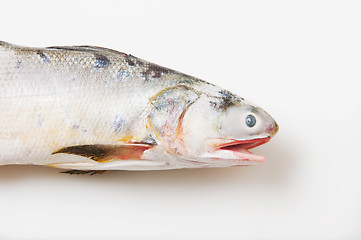 Image showing Mullet