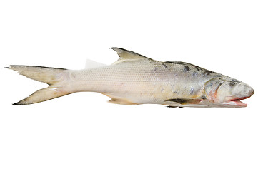 Image showing Mullet