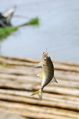 Image showing Fishing