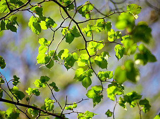 Image showing green leaves