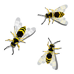 Image showing German wasps