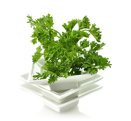 Image showing Fresh Parsley