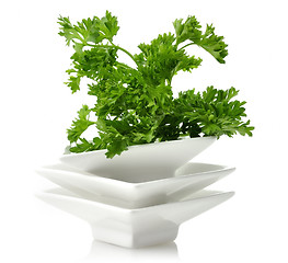 Image showing Fresh Parsley Herb