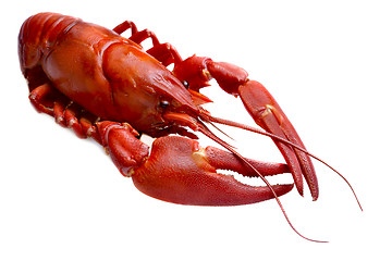 Image showing crayfish against white