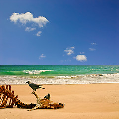 Image showing Beach with Carcass