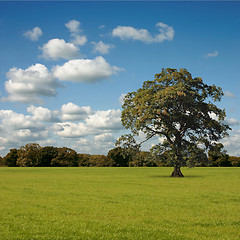 Image showing Big Tree