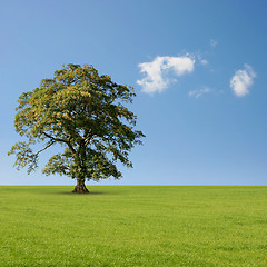 Image showing Lone Tree